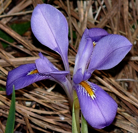 {Iris verna var. smalliana}